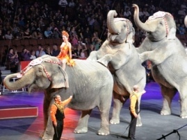 Ringling Bros. and Barnum & Bailey Circus