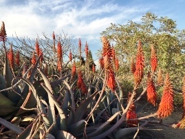 Fullerton Arboretum