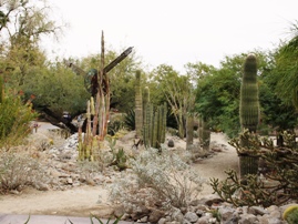 The Living Desert