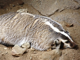 The Living Desert