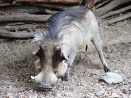 The Living Desert