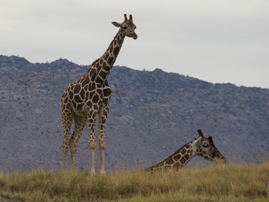 The Living Desert