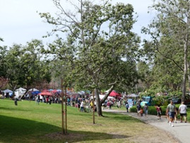 Cherry Blossom Festival