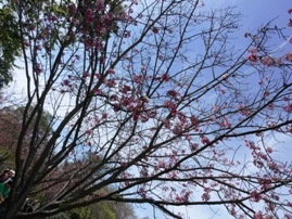 Cherry Blossom Festival