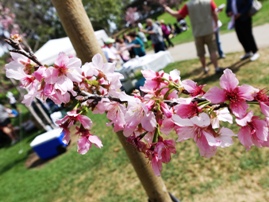 Cherry Blossom Festival