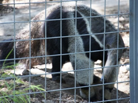 Santa Ana Zoo