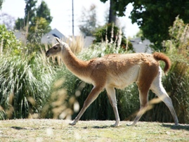 Santa Ana Zoo