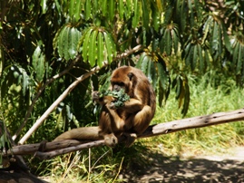 Santa Ana Zoo