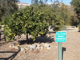 Santiago Oaks Regional Park