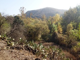 Santiago Oaks Regional Park