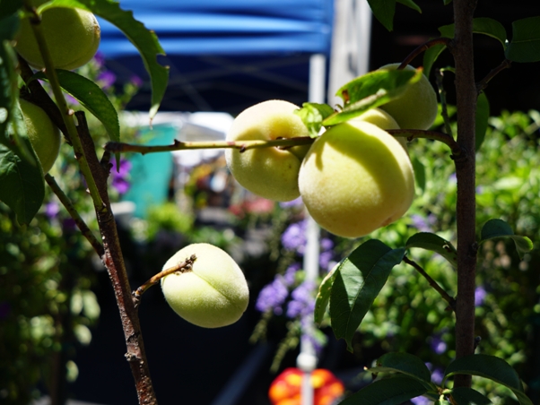 Irvine Farmers Market