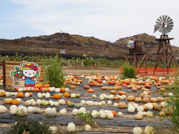 Tanaka Farms Pumpkin Patch