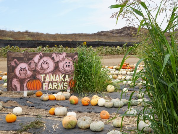 Tanaka Farms Pumpkin Patch