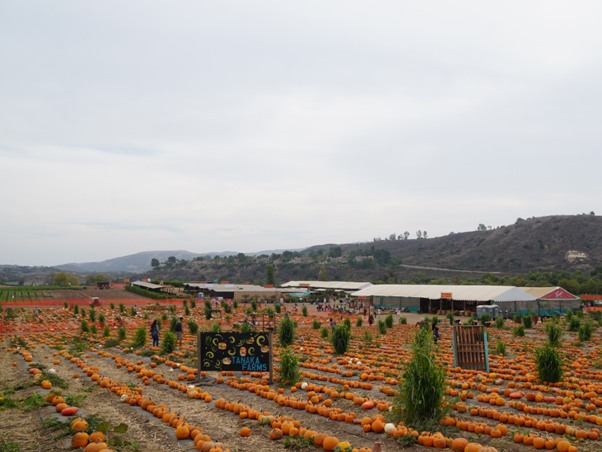 Tanaka Farms Pumpkin Patch