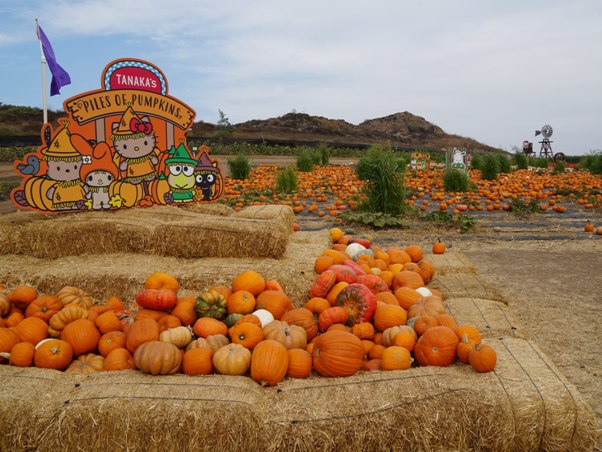 Tanaka Farms Pumpkin Patch