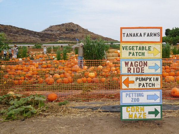 Tanaka Farms Pumpkin Patch