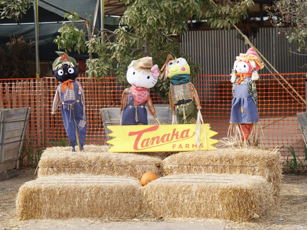 Tanaka Farms Pumpkin Patch