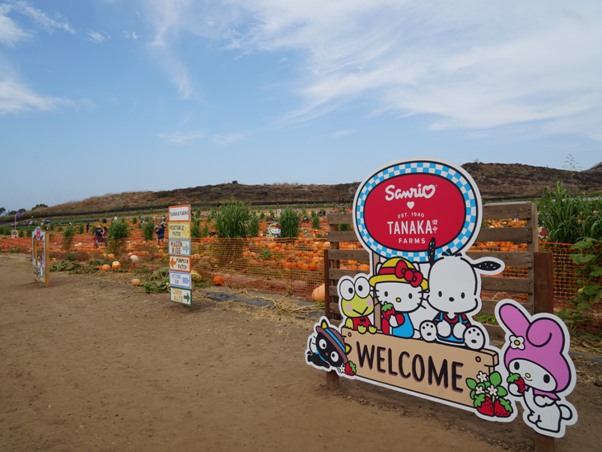 Tanaka Farms Pumpkin Patch