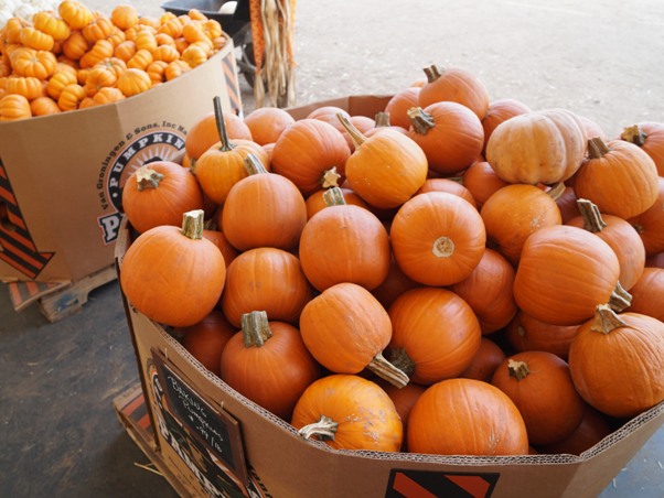 Tanaka Farms Pumpkin Patch