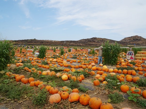 Tanaka Farms Pumpkin Patch