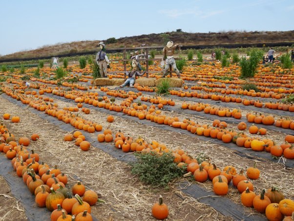 Tanaka Farms Pumpkin Patch