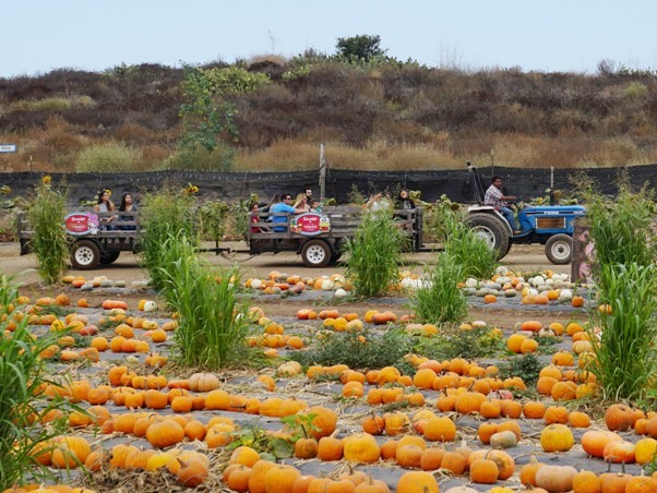 Tanaka Farms Pumpkin Patch