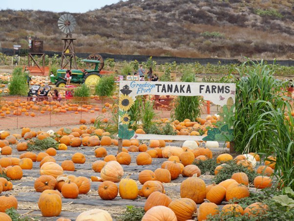 Tanaka Farms Pumpkin Patch