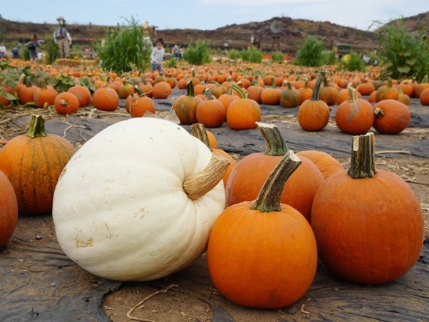 Tanaka Farms Pumpkin Patch